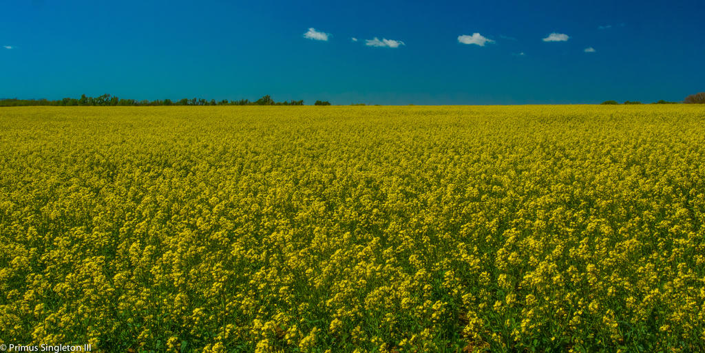 Yellow Field.jpg