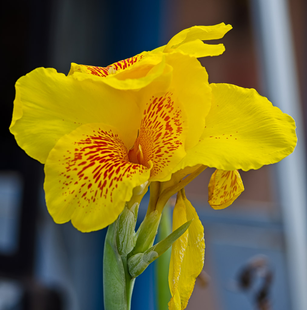 yellow-flower-1.jpg