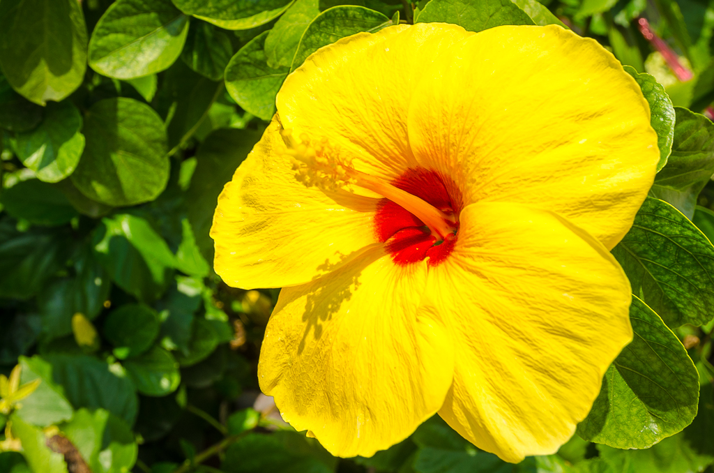 yellow-flower-1.jpg
