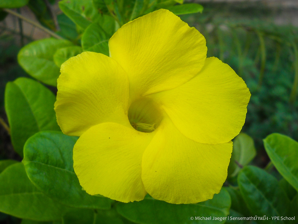 yellow flower-1.jpg