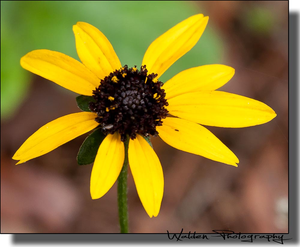 Yellow Flower 1.jpg