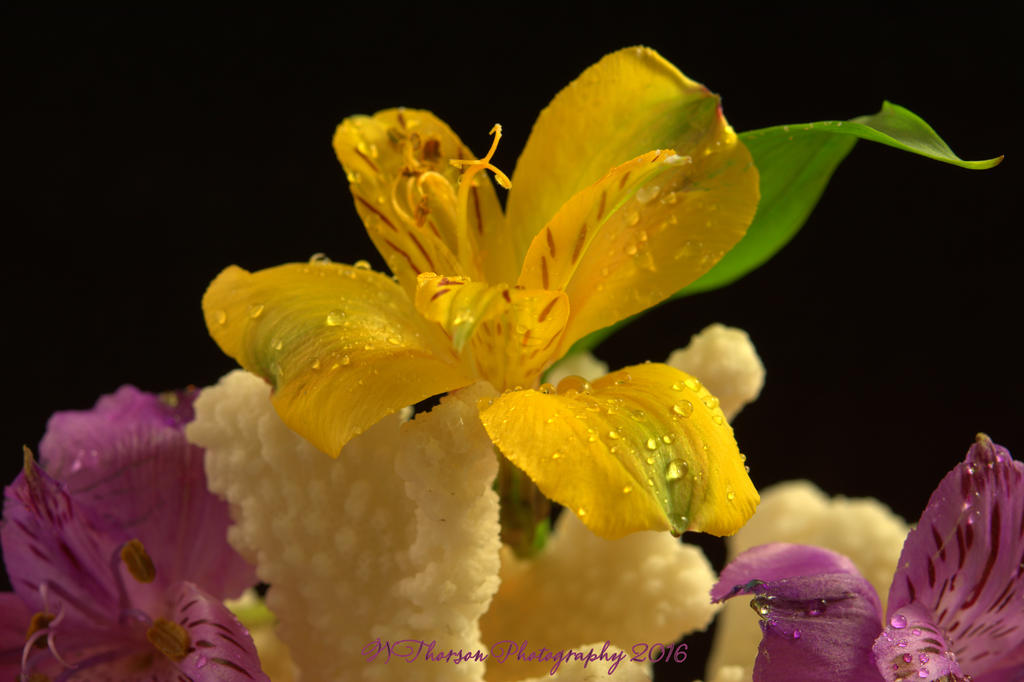 Yellow Flower 11-3-2016.jpg