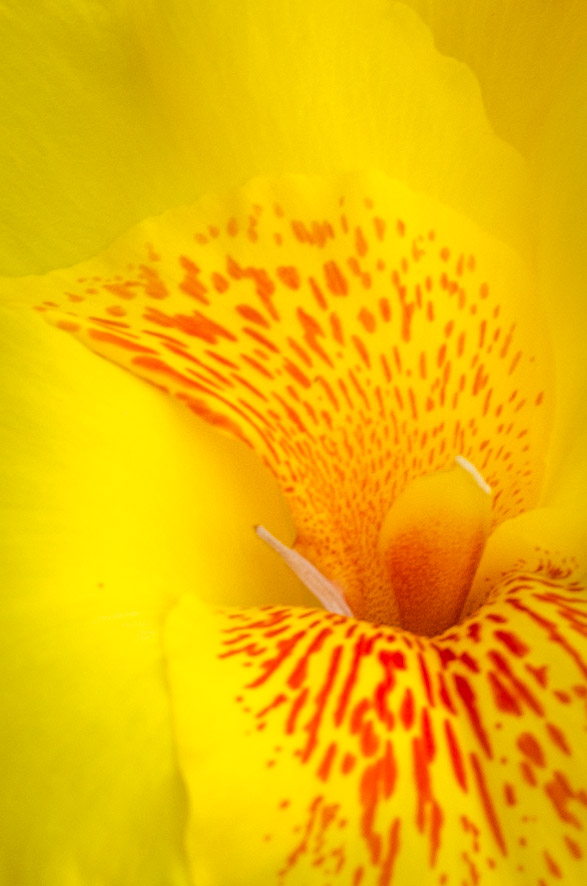 yellow-flower-2.jpg