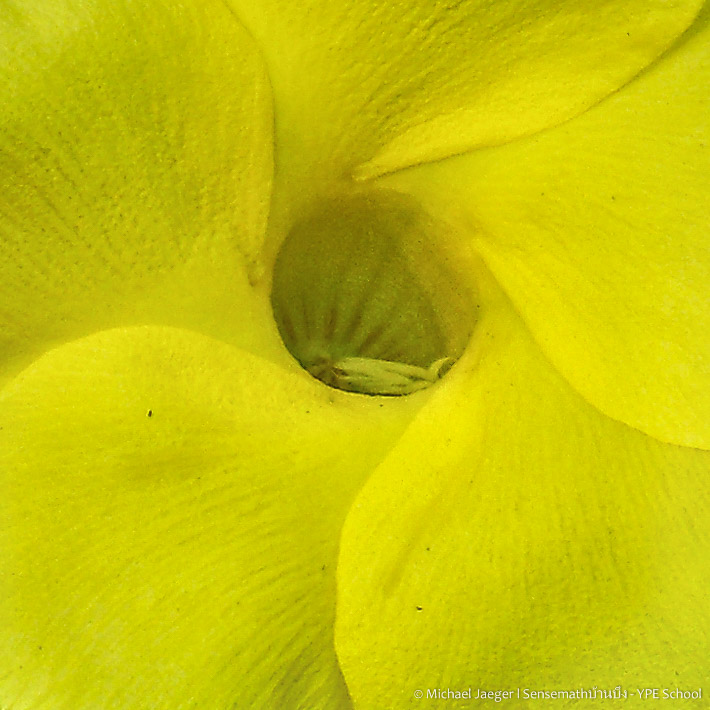 yellow flower-2.jpg