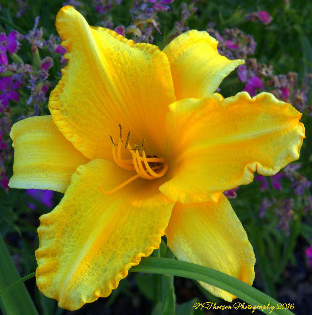Yellow Flower  7-7-2016.jpg