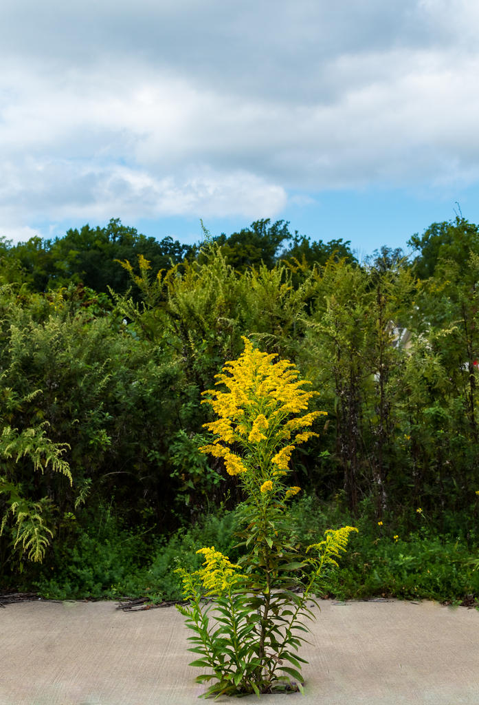 Yellow Flower in Sidewalk-1.jpg