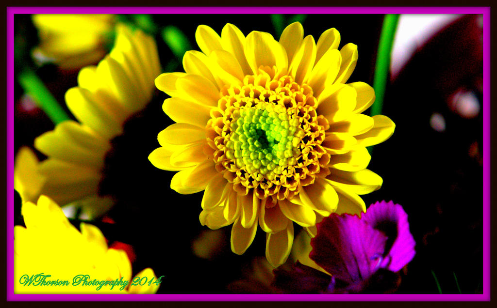 Yellow Flower.jpg