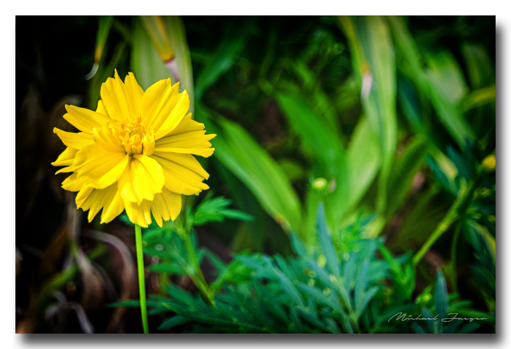 yellow-flower-khaophansa.jpg