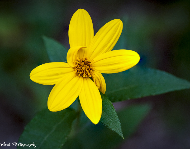 Yellow flower stacked 6.jpg