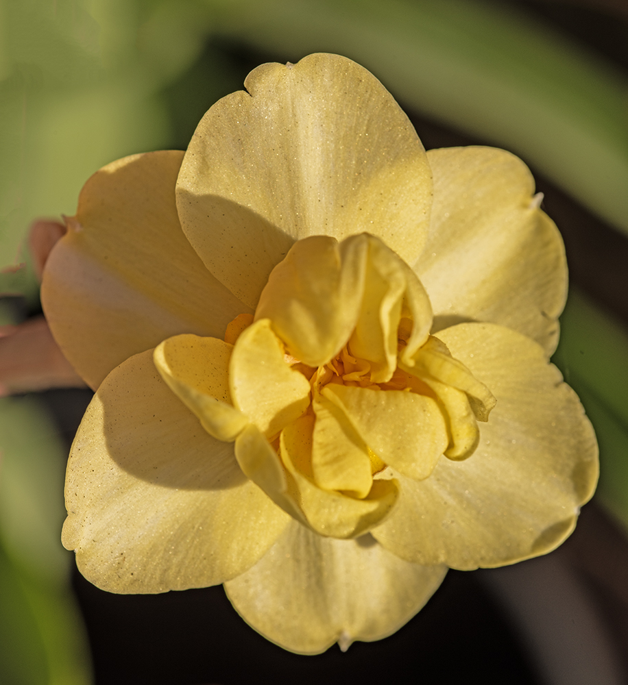 Yellow Flower_DSC0823.jpg