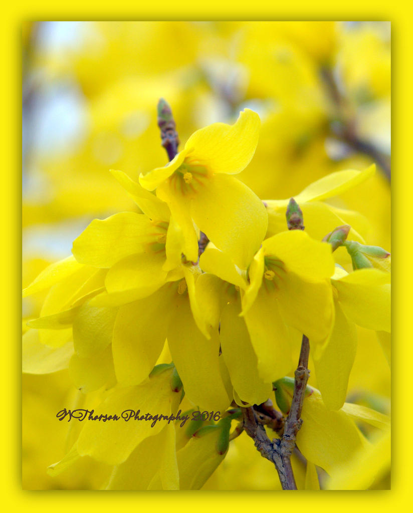 Yellow Flowering Bush  #2 3-21-2016.jpg