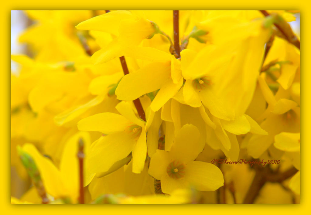 Yellow Flowering Bush 3-21-2016.jpg