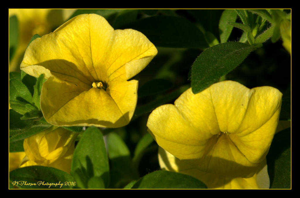 Yellow Flowers  5-22-2016.jpg