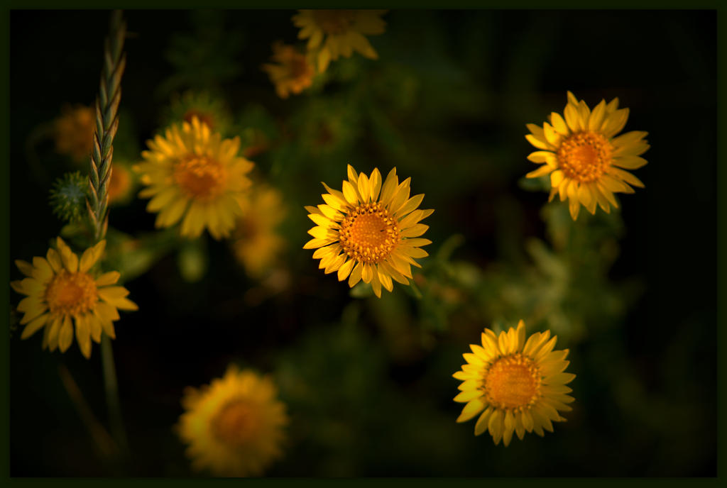 Yellow Flowers in Lava.jpg