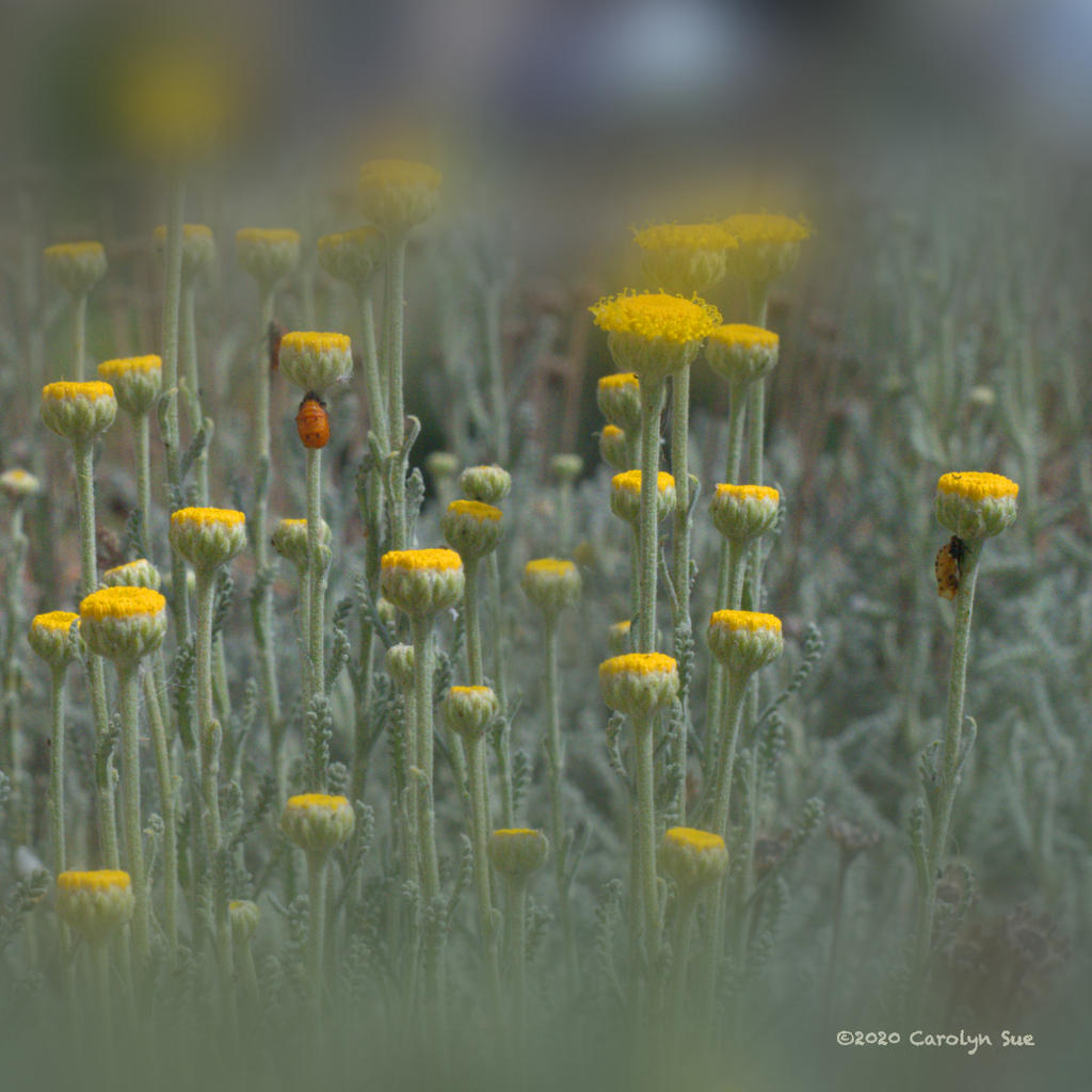 yellow flowers N LR 500_2256.jpg