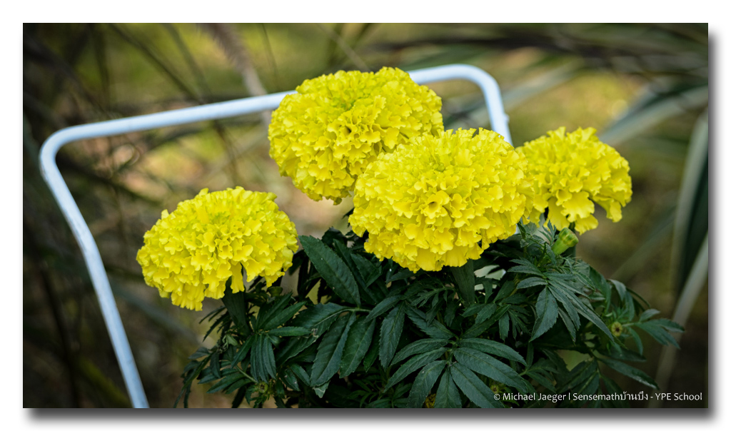 yellow-flowers2.jpg