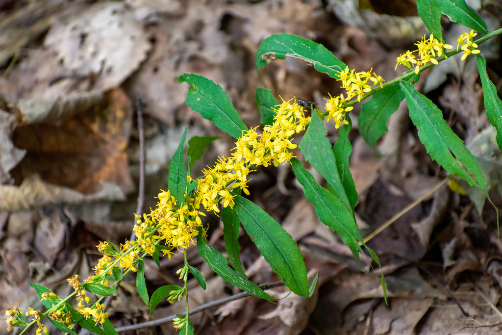 Yellow Frond DeNoise-1.jpg