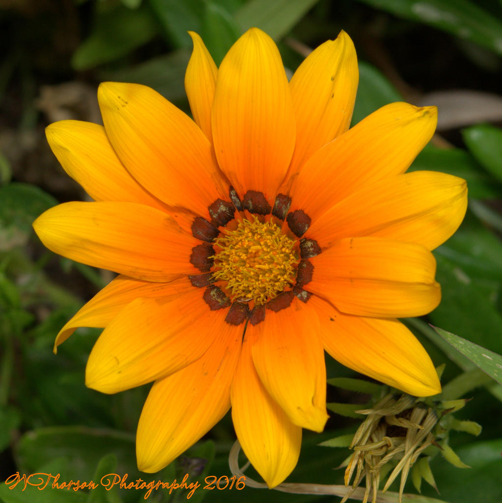 Yellow Gazania 10-1-2016.jpg