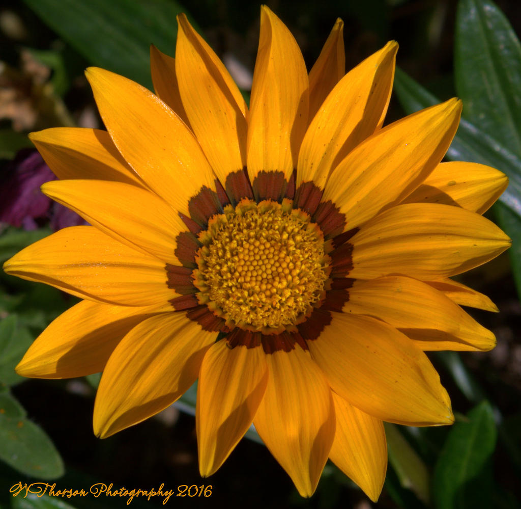 Yellow Gazania 10-15-2016.jpg