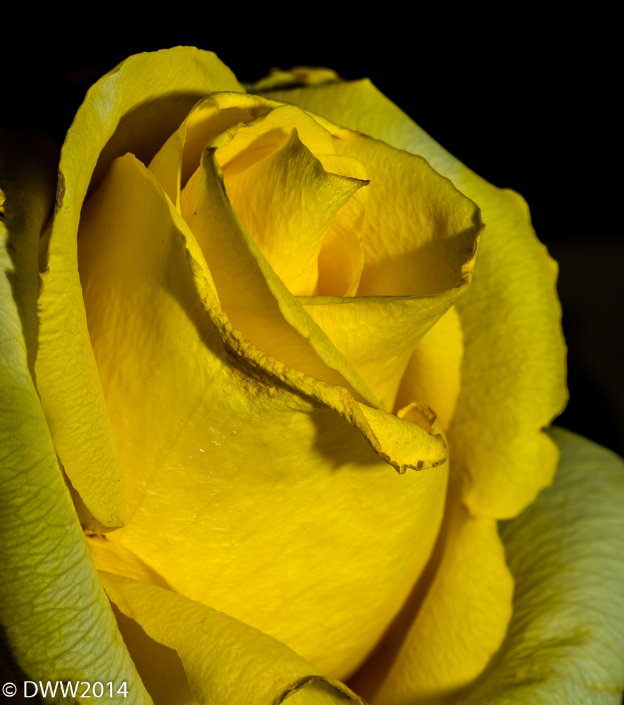 Yellow Gem (1 of 1).jpg