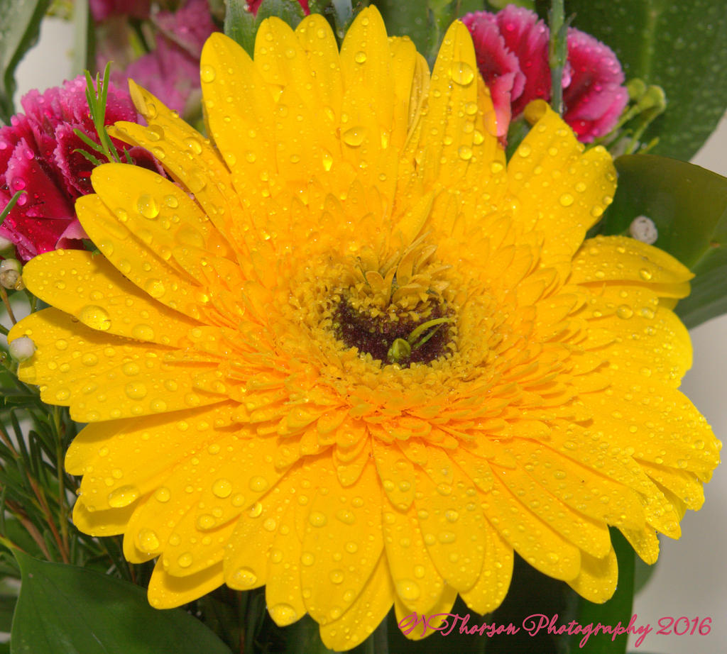 Yellow Gerbera 10-20-2016.jpg