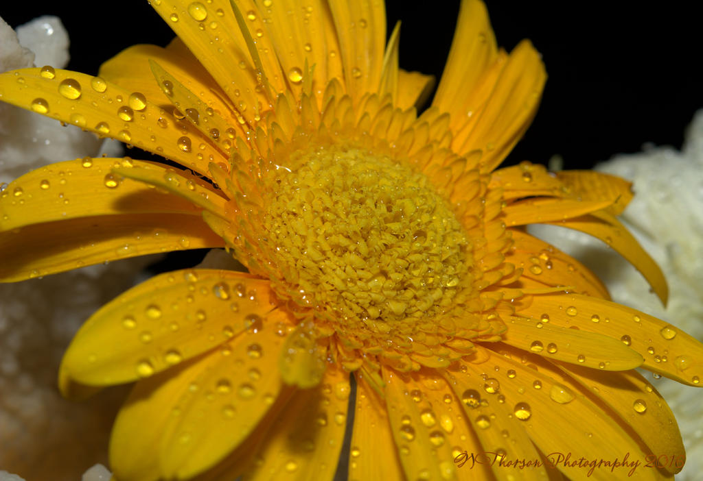 Yellow Gerbera Daisy 9-16-2016.jpg