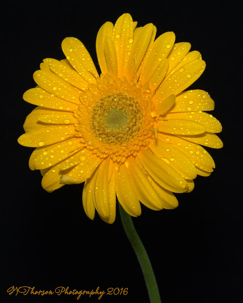 Yellow Gerbera Daisy 9-7-2016.jpg
