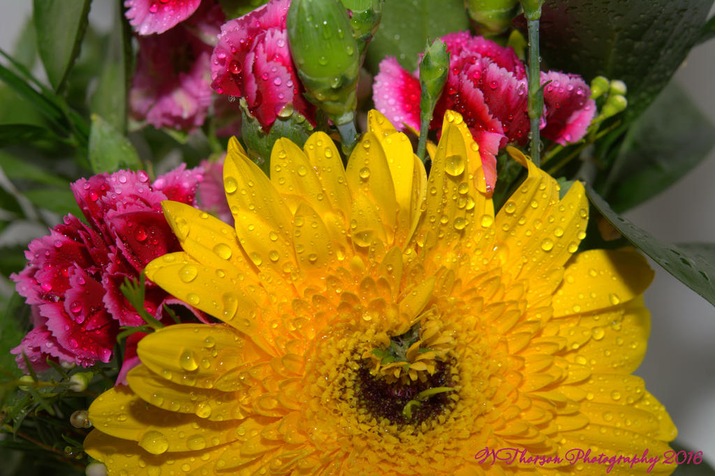 Yellow Gerbera Daisy Close Up 10-20-2016.jpg