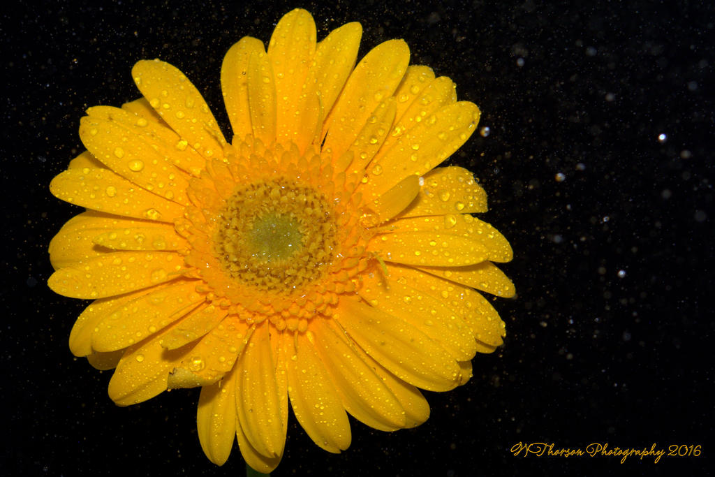 Yellow Gerbera Daisy Sprayed 9-7-2016.jpg