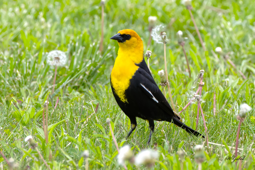 Yellow headed black bird Aff sm.jpg