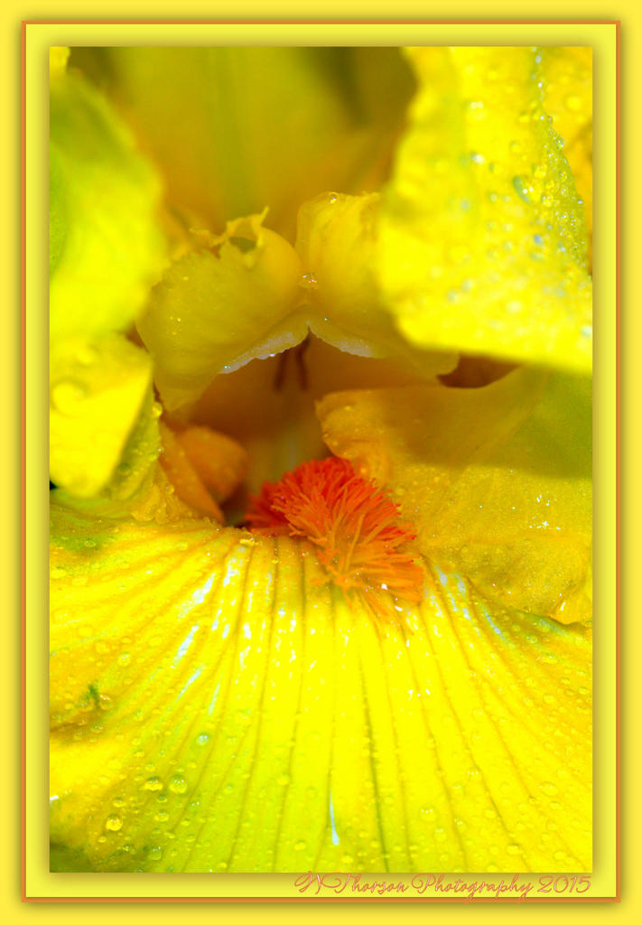 Yellow Iris 2.jpg
