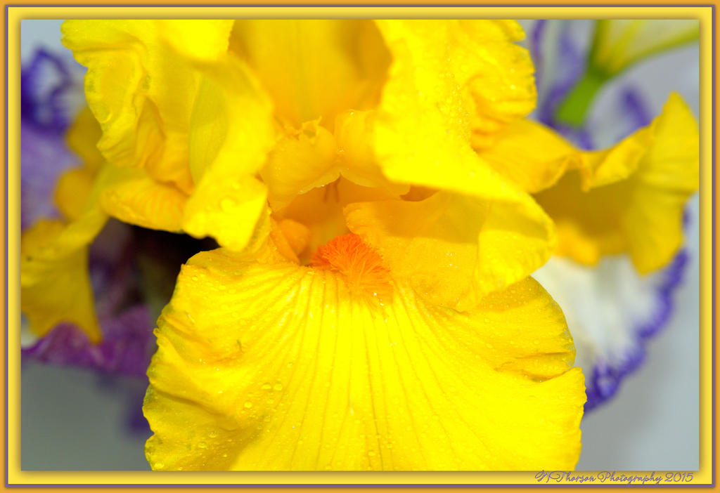 Yellow Iris with Purple Bokah.jpg