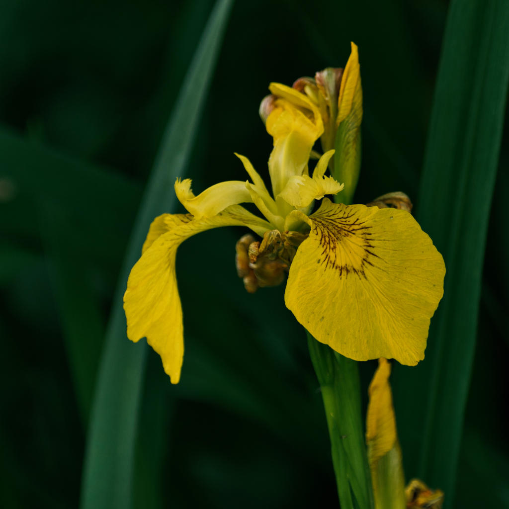 Yellow.jpg