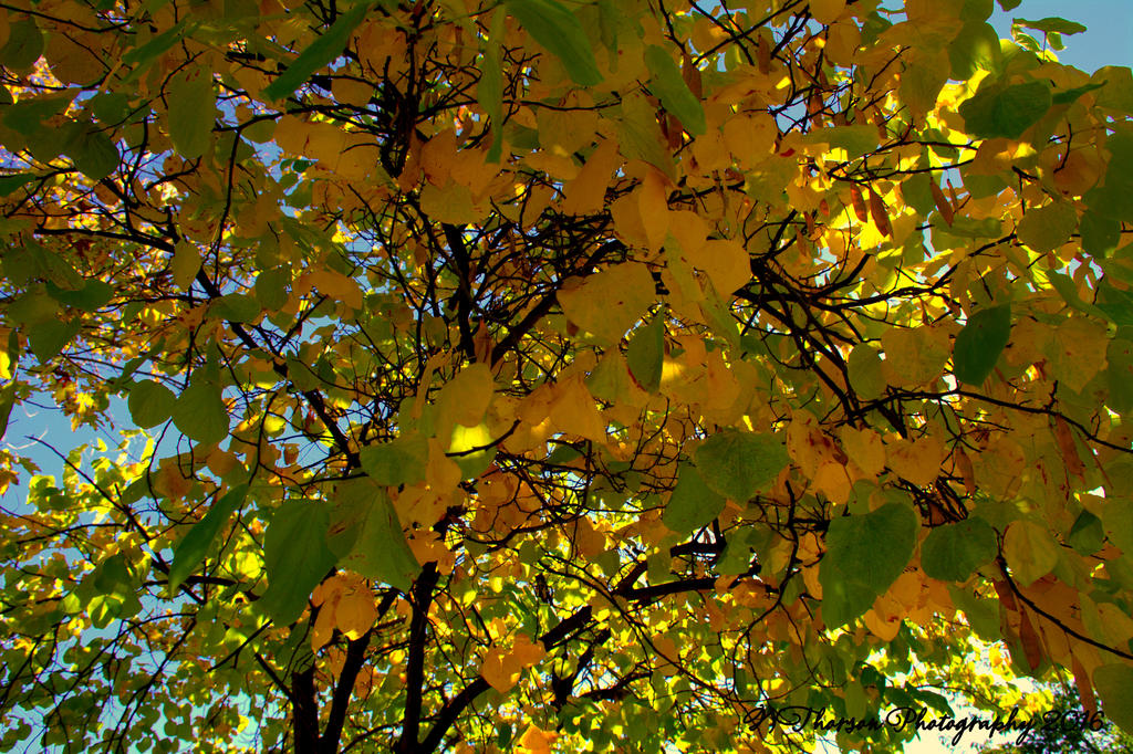 Yellow Leaves 10-9-2016.jpg