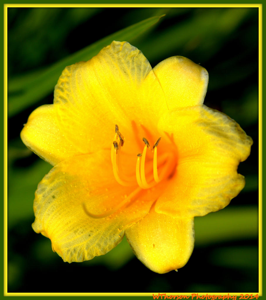 Yellow Lilly.jpg