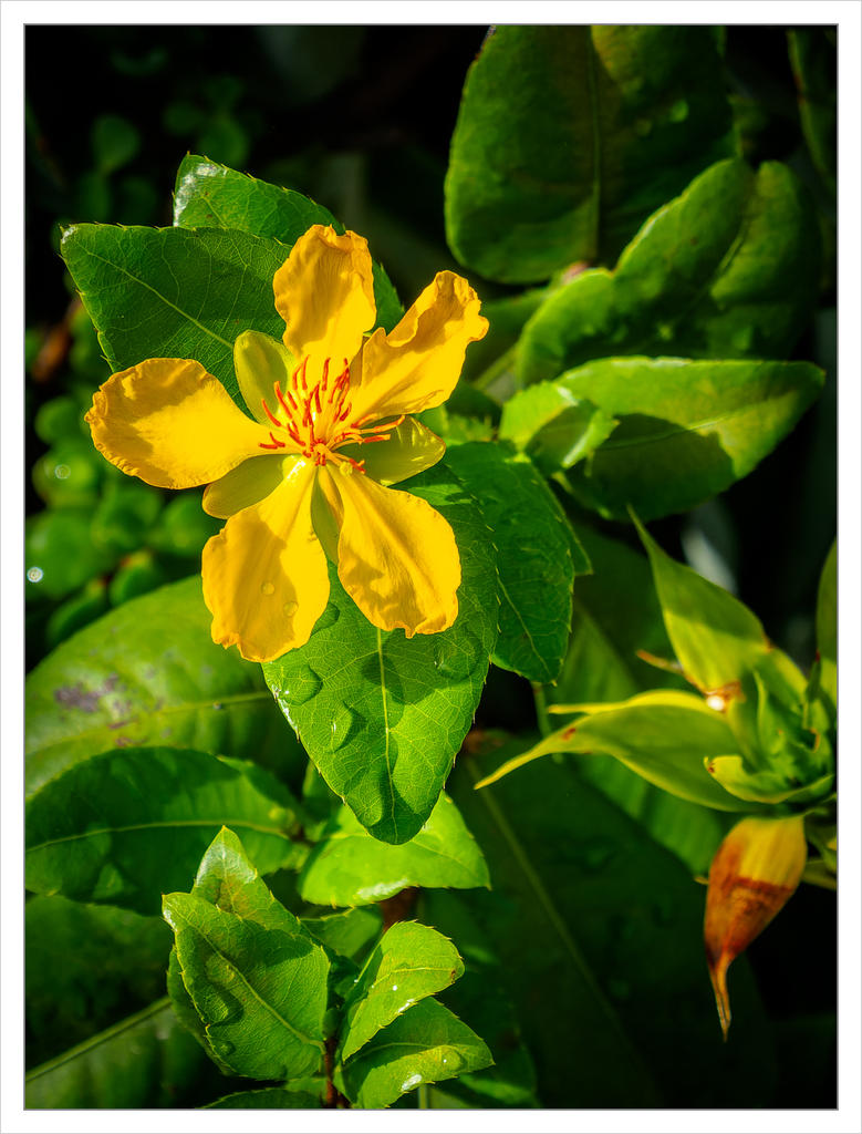 yellow-morning-1.jpg