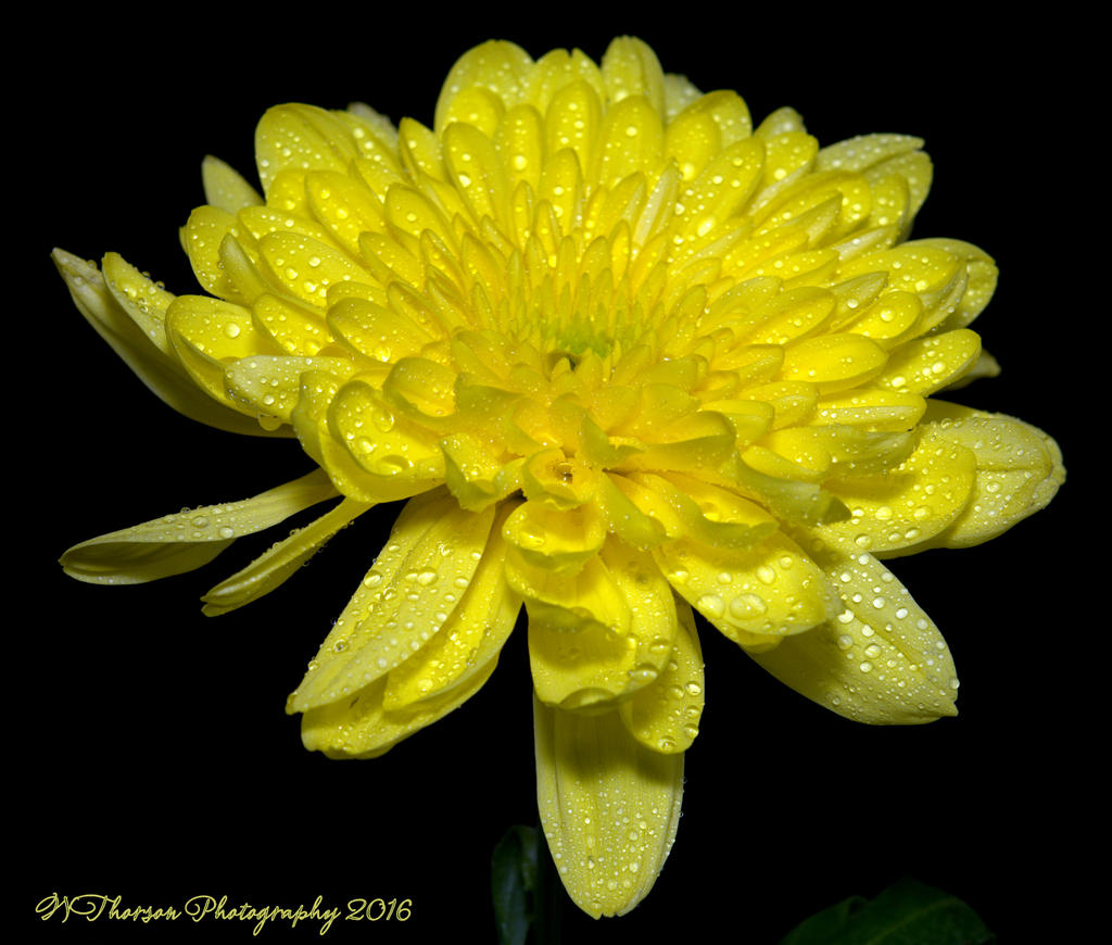 Yellow Mum #1 9-26-2016.jpg
