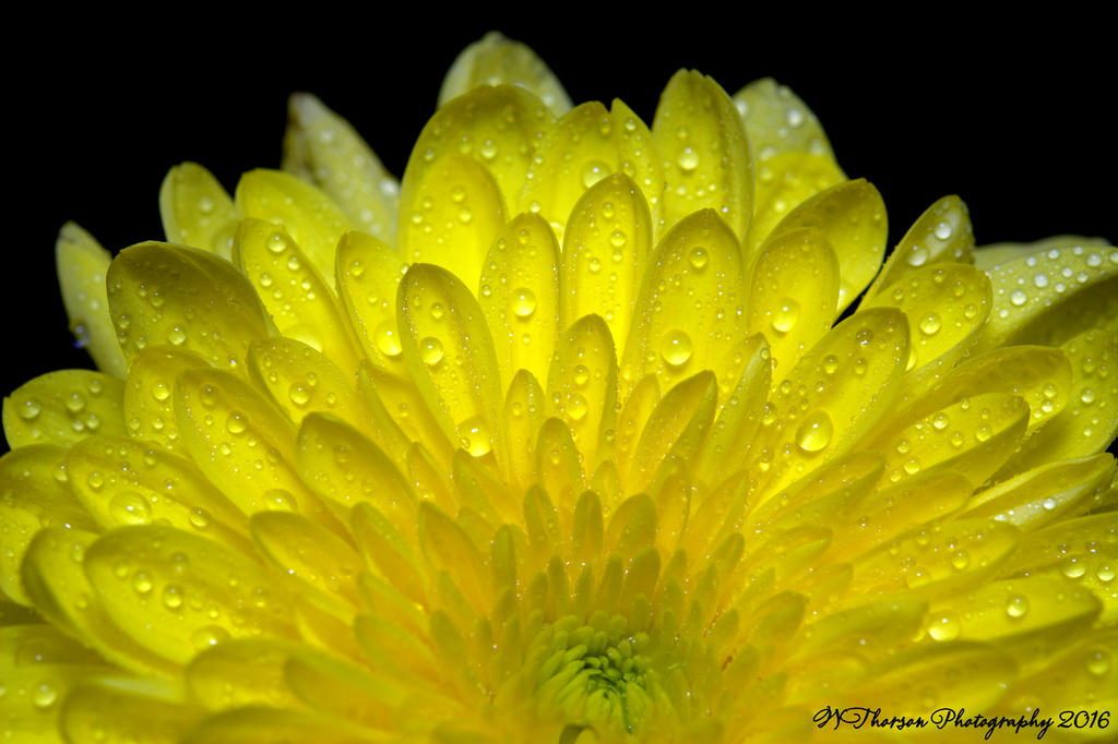 Yellow Mum #2 9-26-2016.jpg