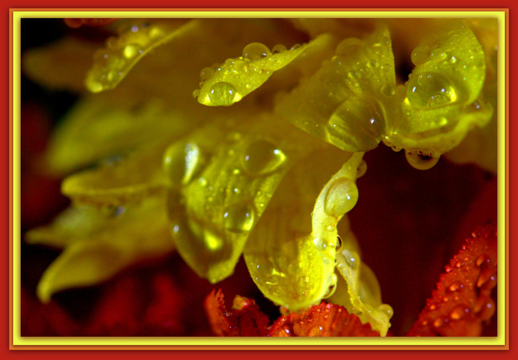 Yellow Mum with Water Drops.jpg