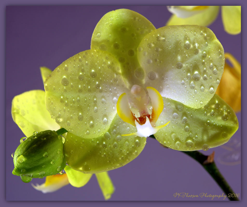 Yellow Orchid 4-25-2016.jpg