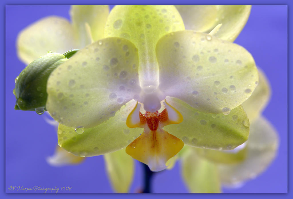 Yellow Orchid Close Up 4-25-2016.jpg