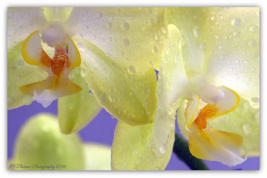 Yellow Orchid Really Close Up 4-25-2016.jpg