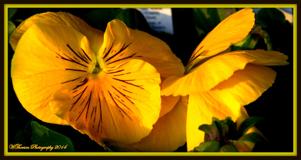 Yellow Pansie.jpg