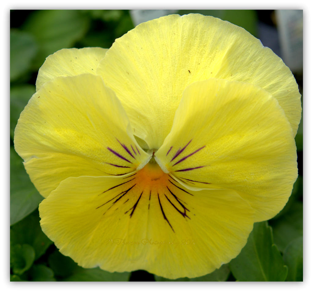 Yellow Pansy 3-17-2016.jpg