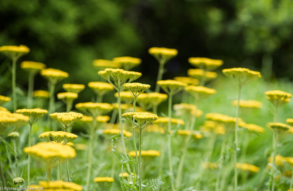 Yellow Patch.jpg