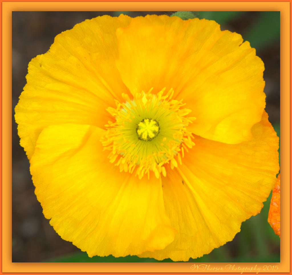 Yellow Poppie.jpg