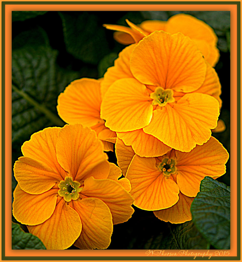 Yellow Primrose.jpg