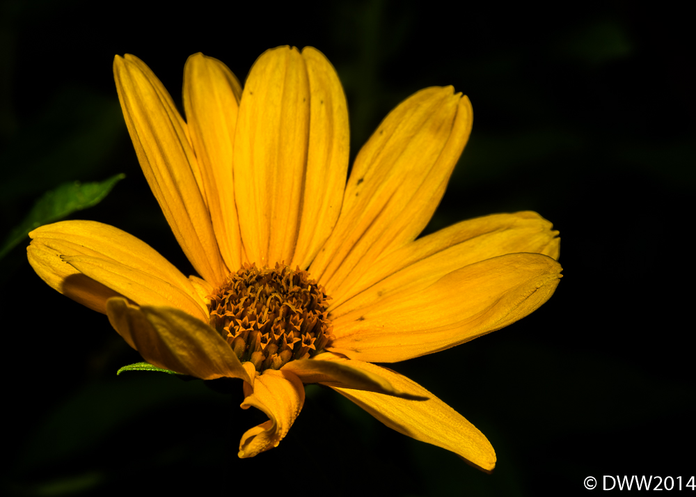 Yellow Queen (1 of 1).jpg