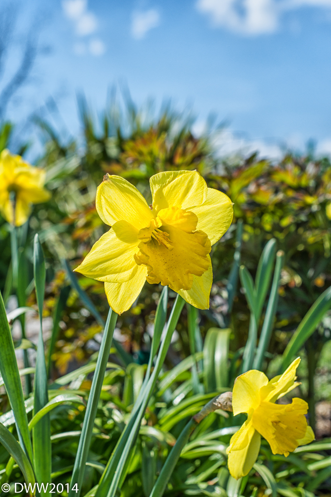 Yellow Queen (1 of 1).jpg