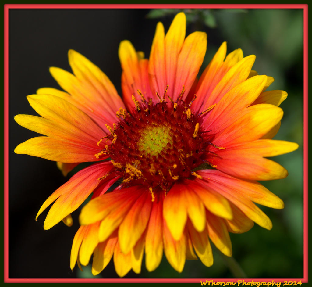 Yellow, Red and Pink Flower.jpg